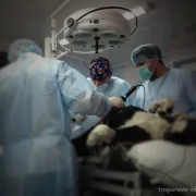 Ветеринарный центр малотравматичной хирургии и комплексного восстановления Лебеди на Мичуринском проспекте фото 6 на сайте Troparevo-nikulino.su
