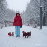 Питомник Тай Экселент фото 1 на сайте Troparevo-nikulino.su